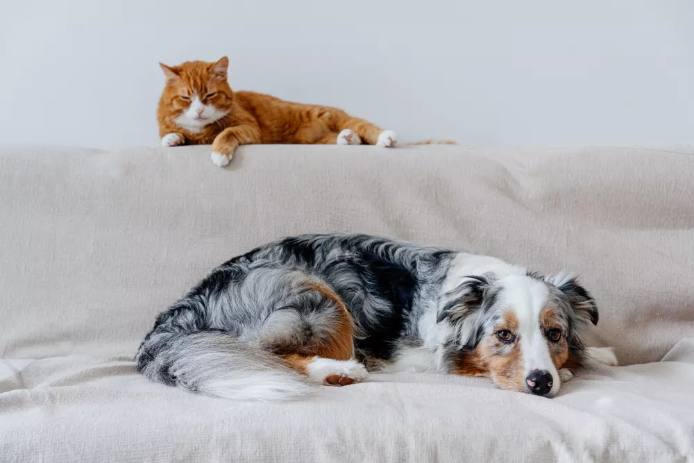 Orange cat lies above a relaxed merle dog on a beige couch.