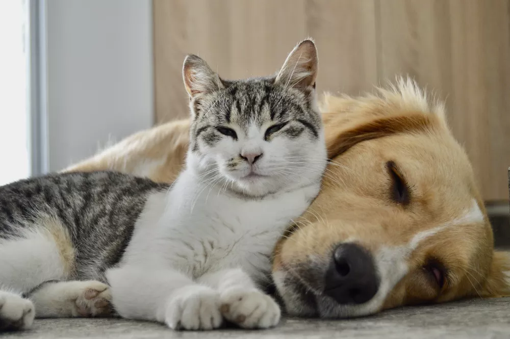 A tabby and white cat with closed eyes rests peacefully against a sleeping golden retriever.